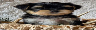 Rosco