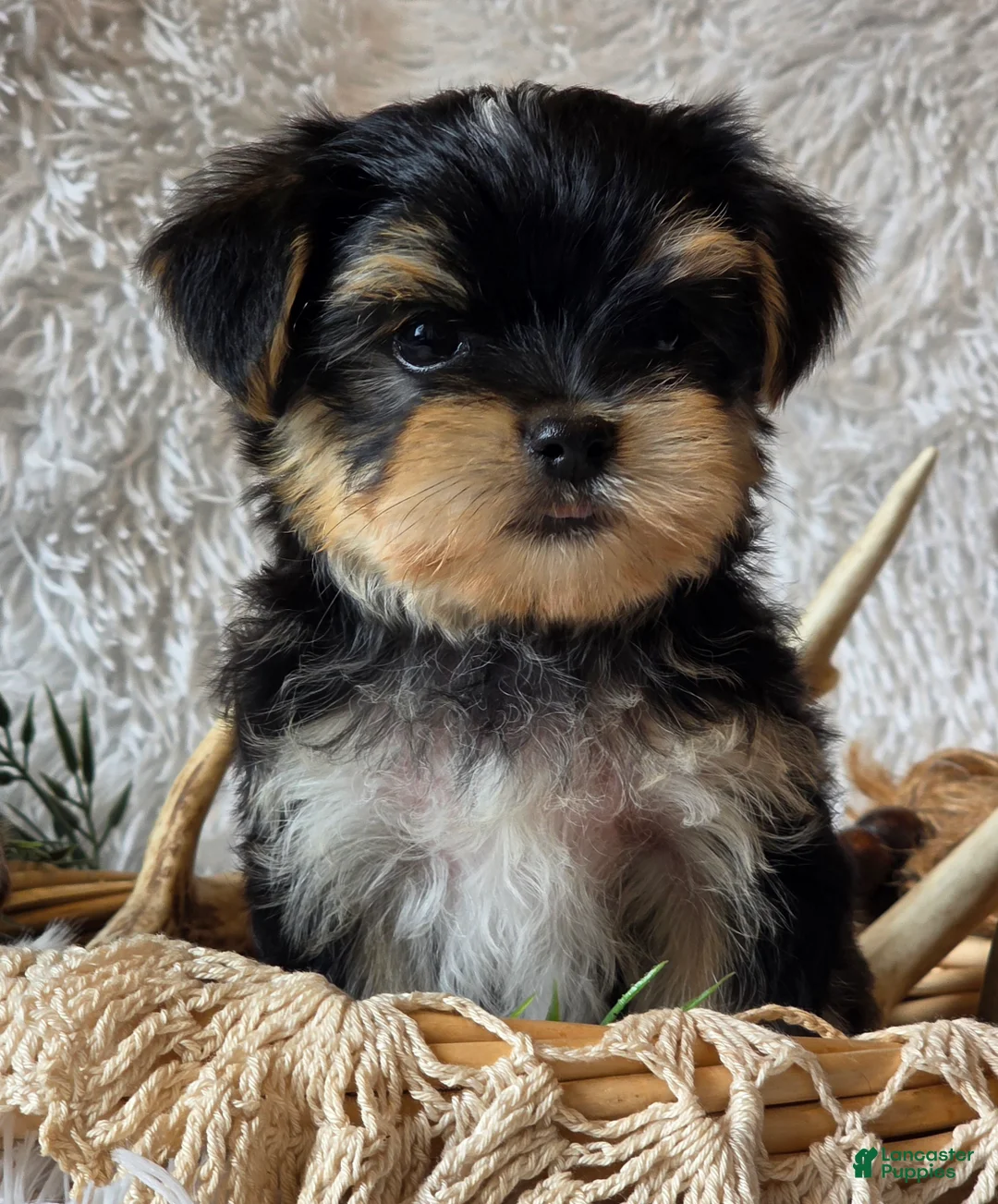 Morkie dogs for sale: Rosco - Ad 1