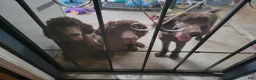 Standard Poodle dogs for sale: Standard Poodle 2 - Ad 4
