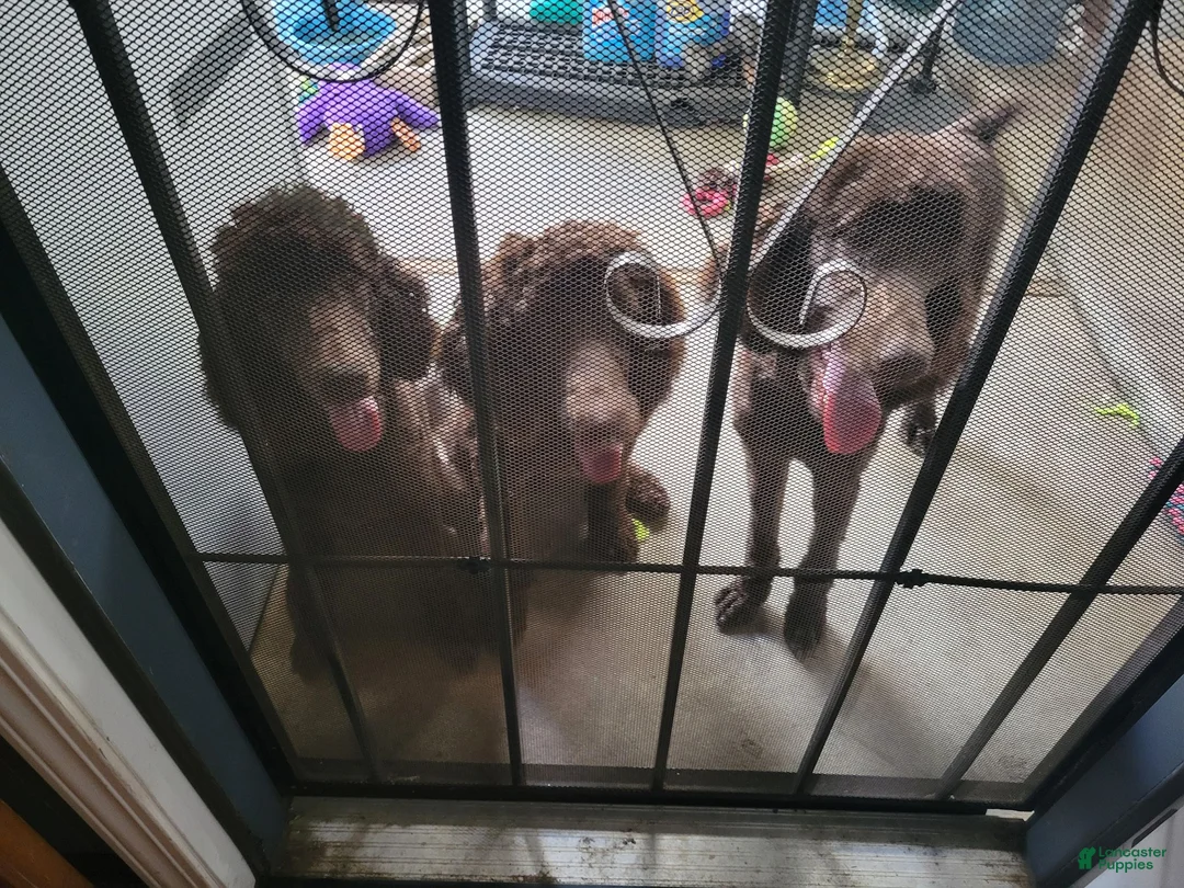 Standard Poodle dogs for sale: Standard Poodle 2 - Ad 4