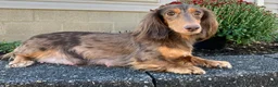 Miniature Dachshund dogs for sale: AKC-Alice - Ad 7