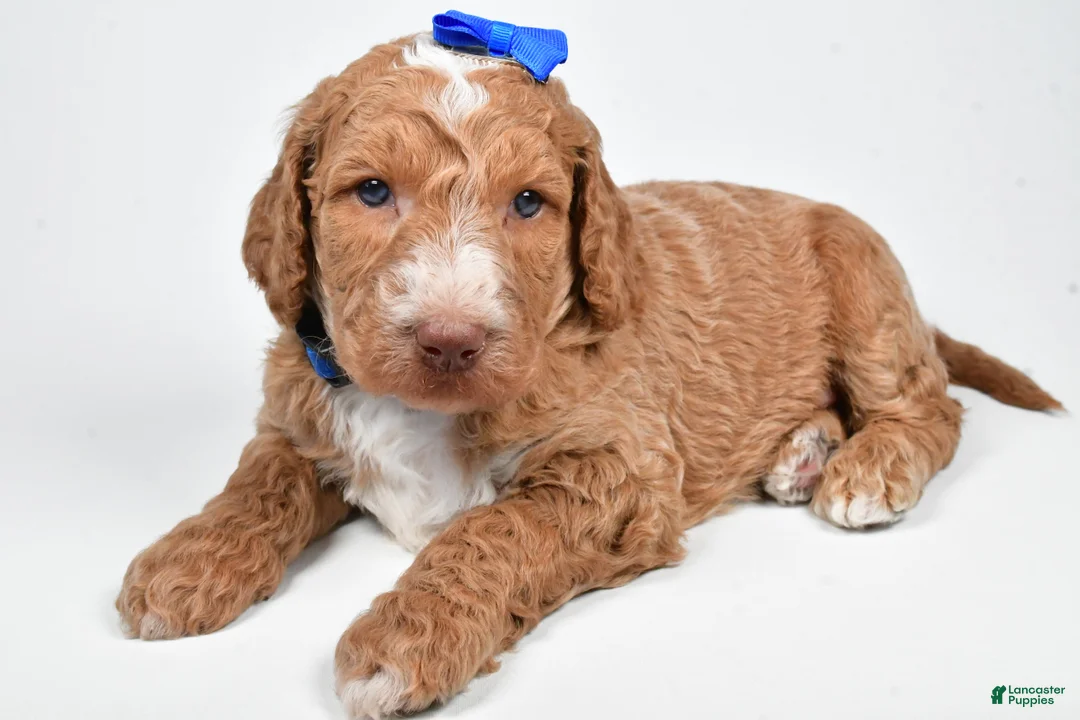 Standard Poodle dogs for sale: Finley - Ad 7