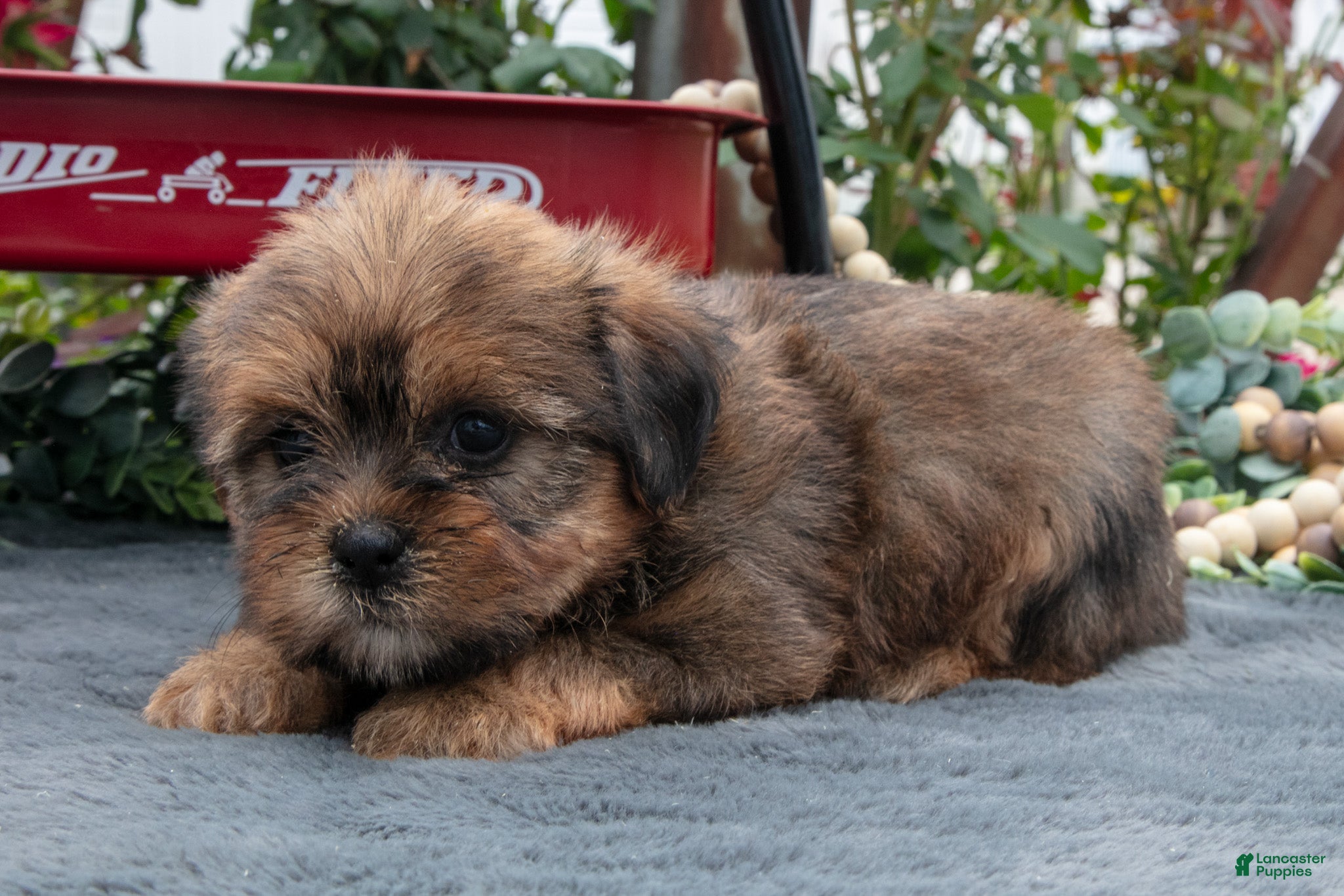 Morkie dogs Christine - Ad 2