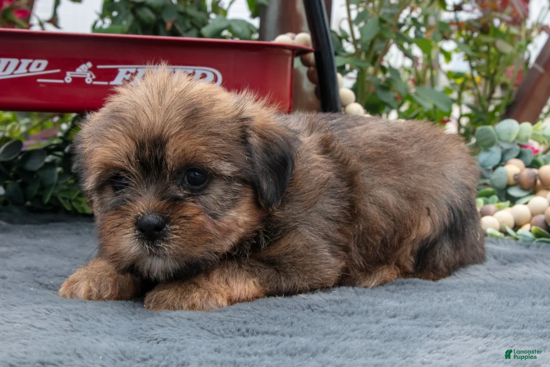 Morkie dogs for sale: Christine - Ad 2