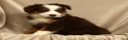 Miniature Australian Shepherd dogs for sale: Rhett - Ad 3