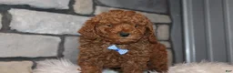 Miniature Poodle dogs for sale: AKC JAX - Ad 9