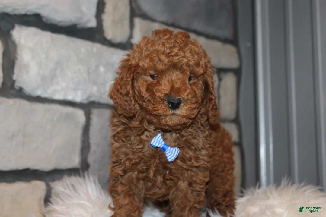 Miniature Poodle dogs for sale: AKC JAX - Ad 9