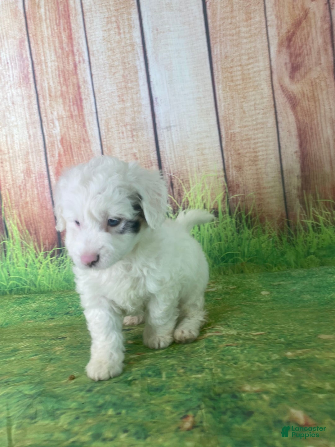 Mini Aussiedoodle dogs for sale: Glendora - Ad 5