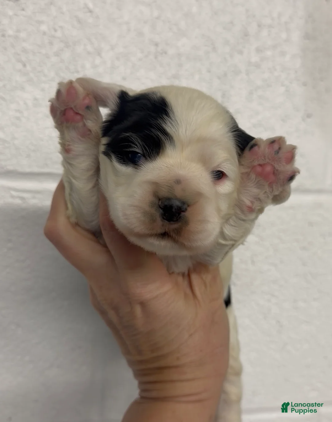 Cocker Spaniel dogs for sale: Cocker Spaniel Puppy 4 - Ad 1