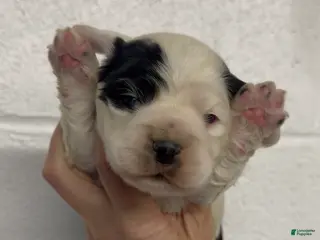 Cocker Spaniel dogs Cocker Spaniel Puppy 4 - Ad 33