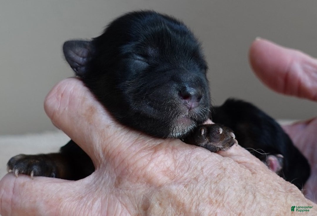 Yorkshire Terrier dogs for sale: Cairo black face - Ad 6