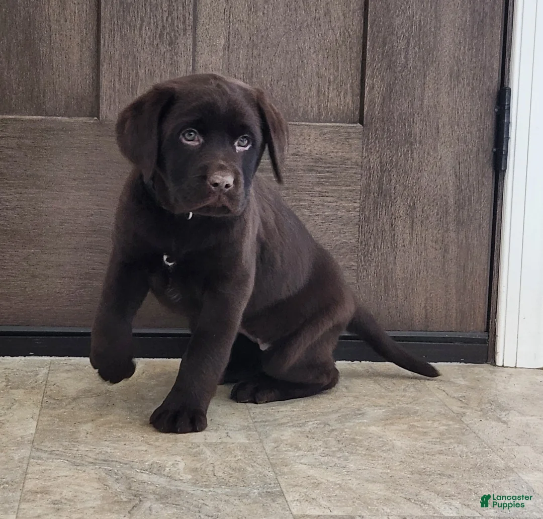 Labrador Retriever dogs for sale: Fiona - Ad 3