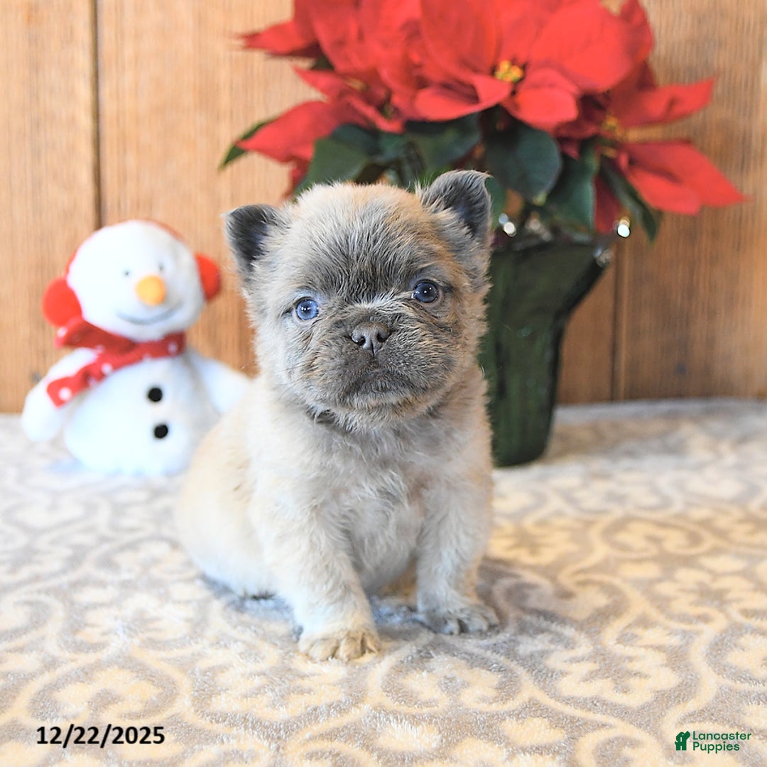 French Bulldog dogs for sale: Trigger - Ad 1