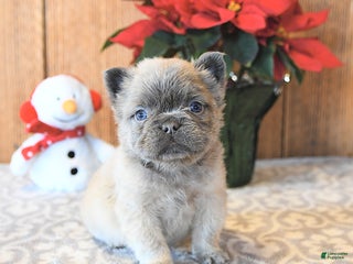 French Bulldog dogs Trigger - Ad 30