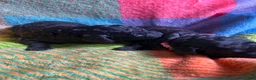 Cavapoo dogs for sale: Stormy - Ad 4