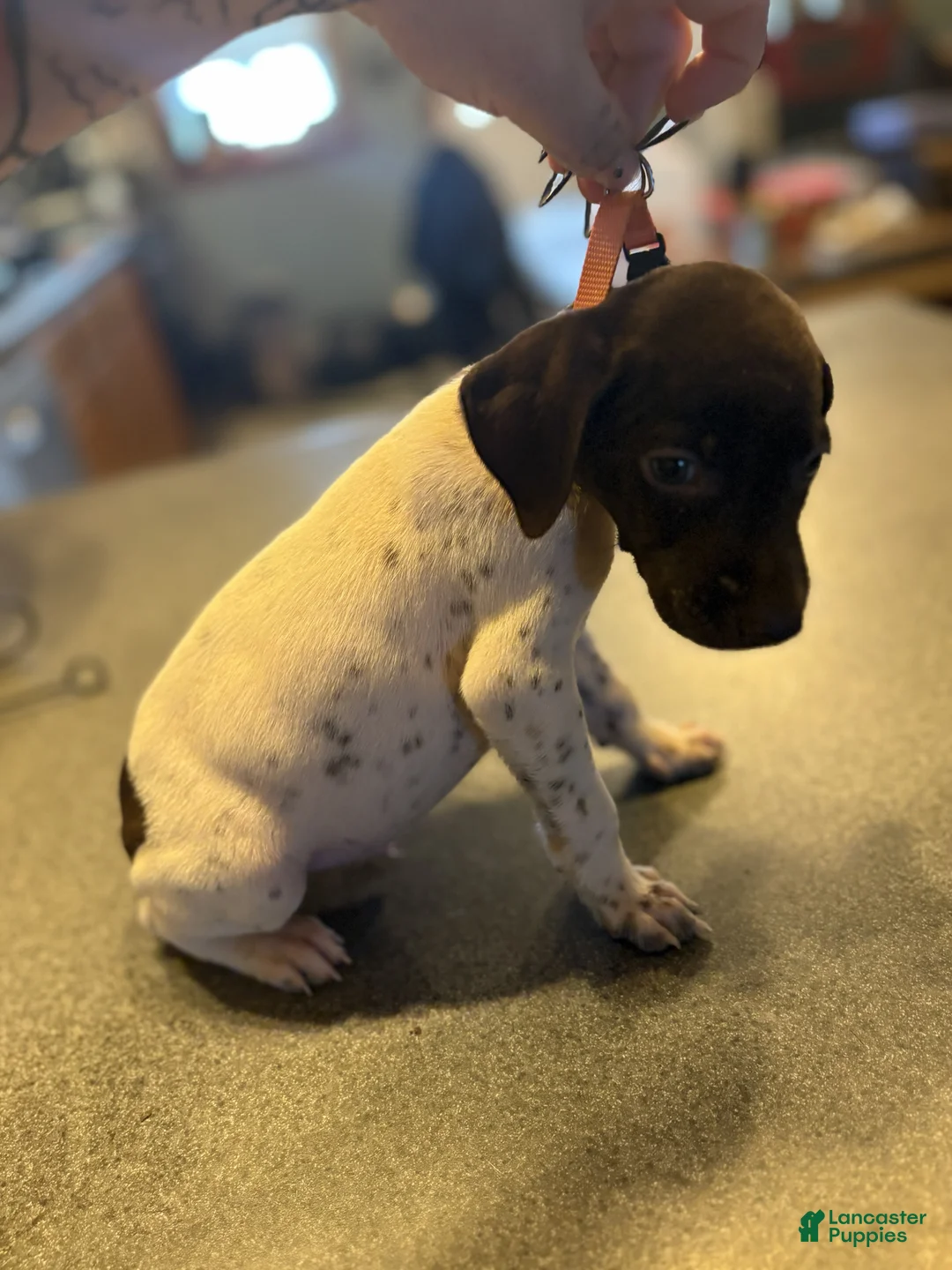 German Shorthaired Pointer dogs for sale: Chippy - Ad 1