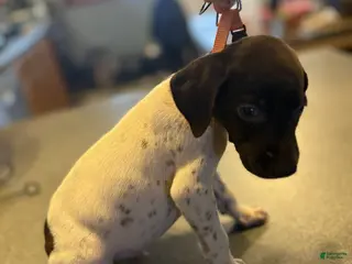 German Shorthaired Pointer dogs Chippy - Ad 3