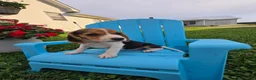 Beagle dogs for sale: Porter - Ad 2