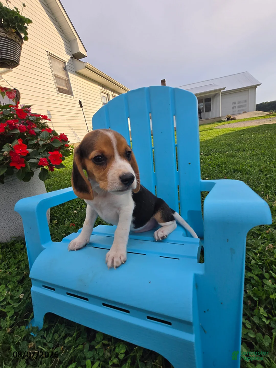 Beagle dogs for sale: Porter - Ad 2