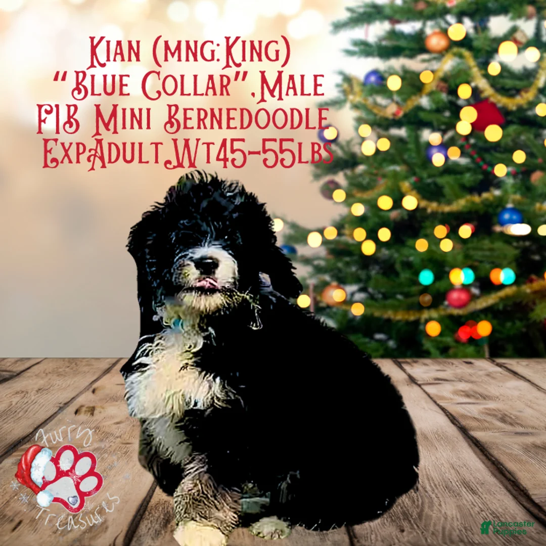 Mini Bernedoodle dogs for sale: Kian “Blue Collar” Male - Ad 16