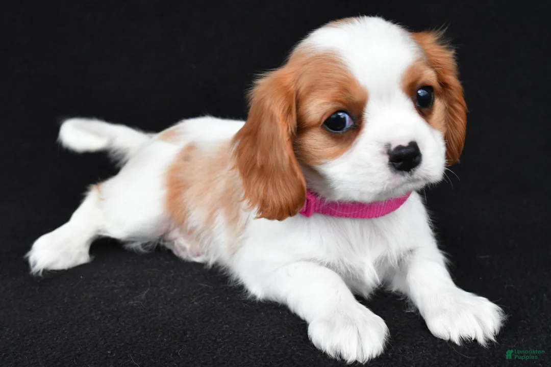 Cavalier King Charles Spaniel dogs for sale: Avery - Ad 1
