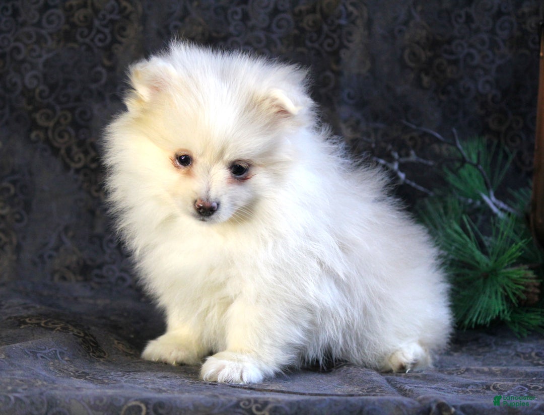 Pomeranian dogs for sale: Pearl - Ad 5