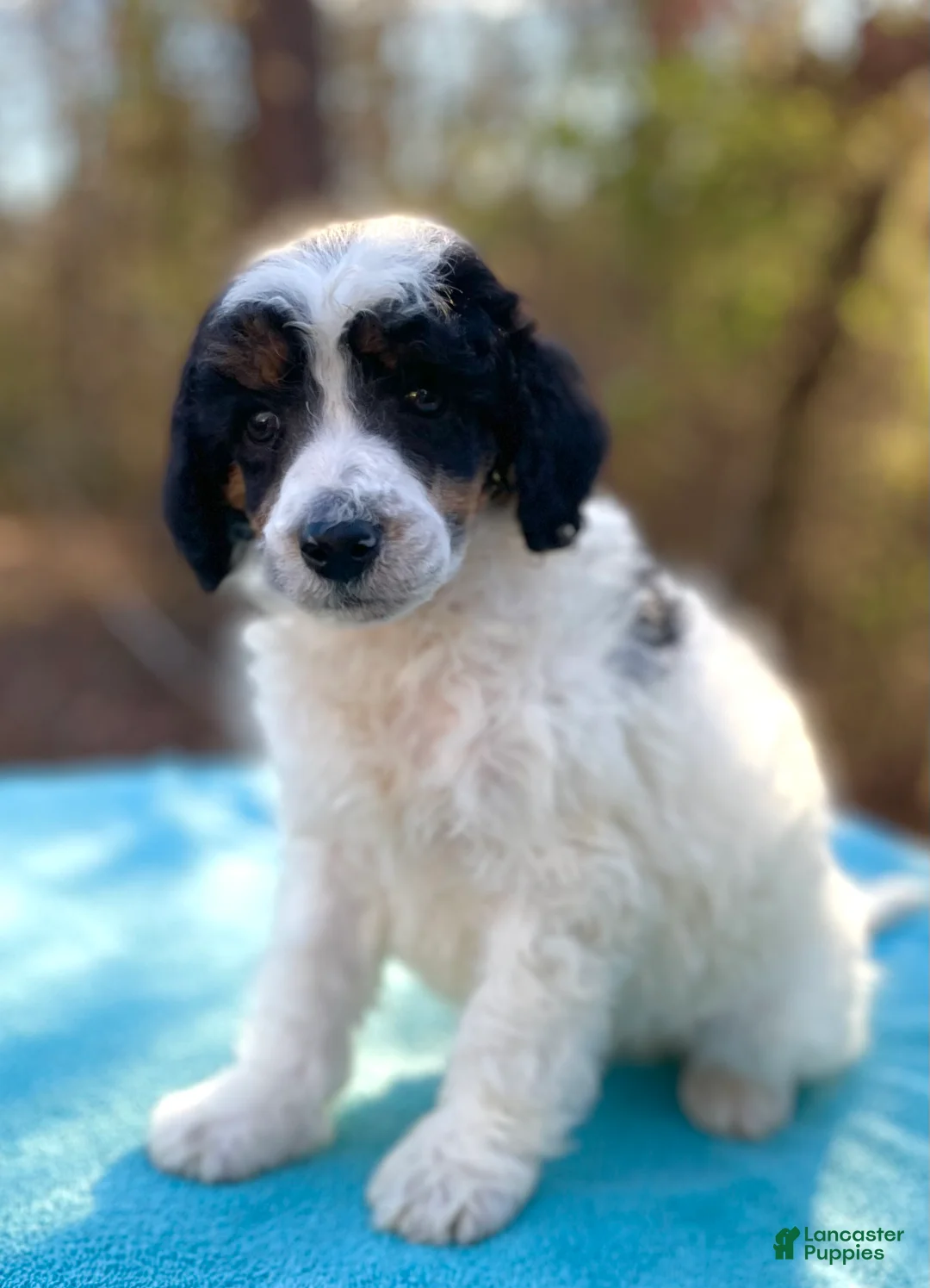 Standard Poodle dogs for sale: Chappy - Ad 3