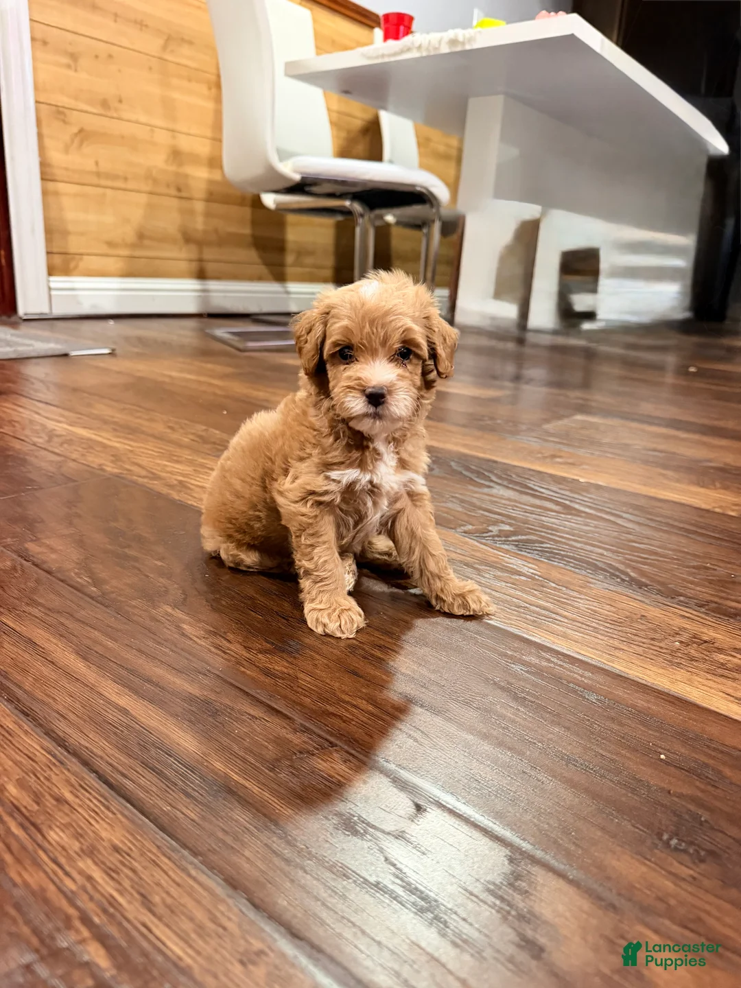 Irish Doodle dogs for sale: Mickey ❤️🐭 - Ad 2