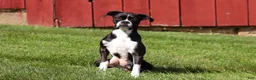 Boxer dogs for sale: Lucy - Ad 10