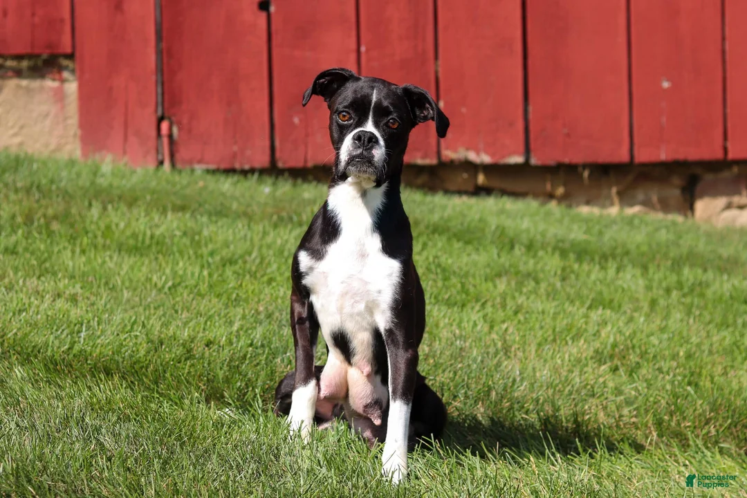 Boxer dogs for sale: Lucy - Ad 10