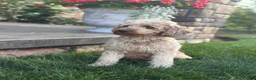 Mini Goldendoodle dogs for sale: Roscoe - Ad 4