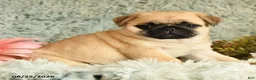 Pug dogs for sale: Bouncer - Ad 4