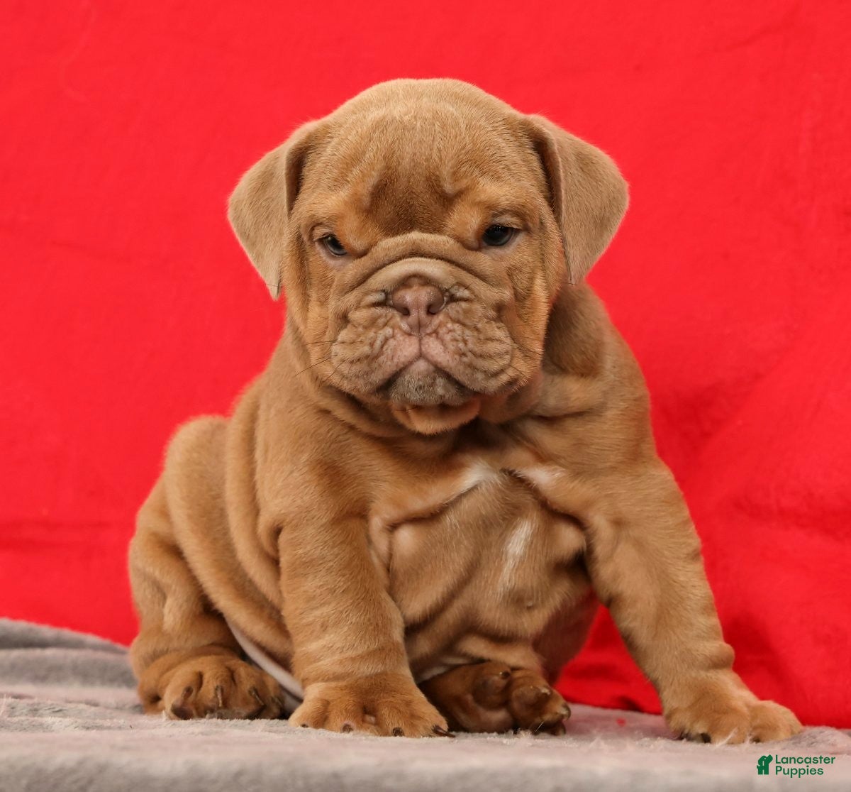 English Bulldog dogs Scarlett - Ad 1