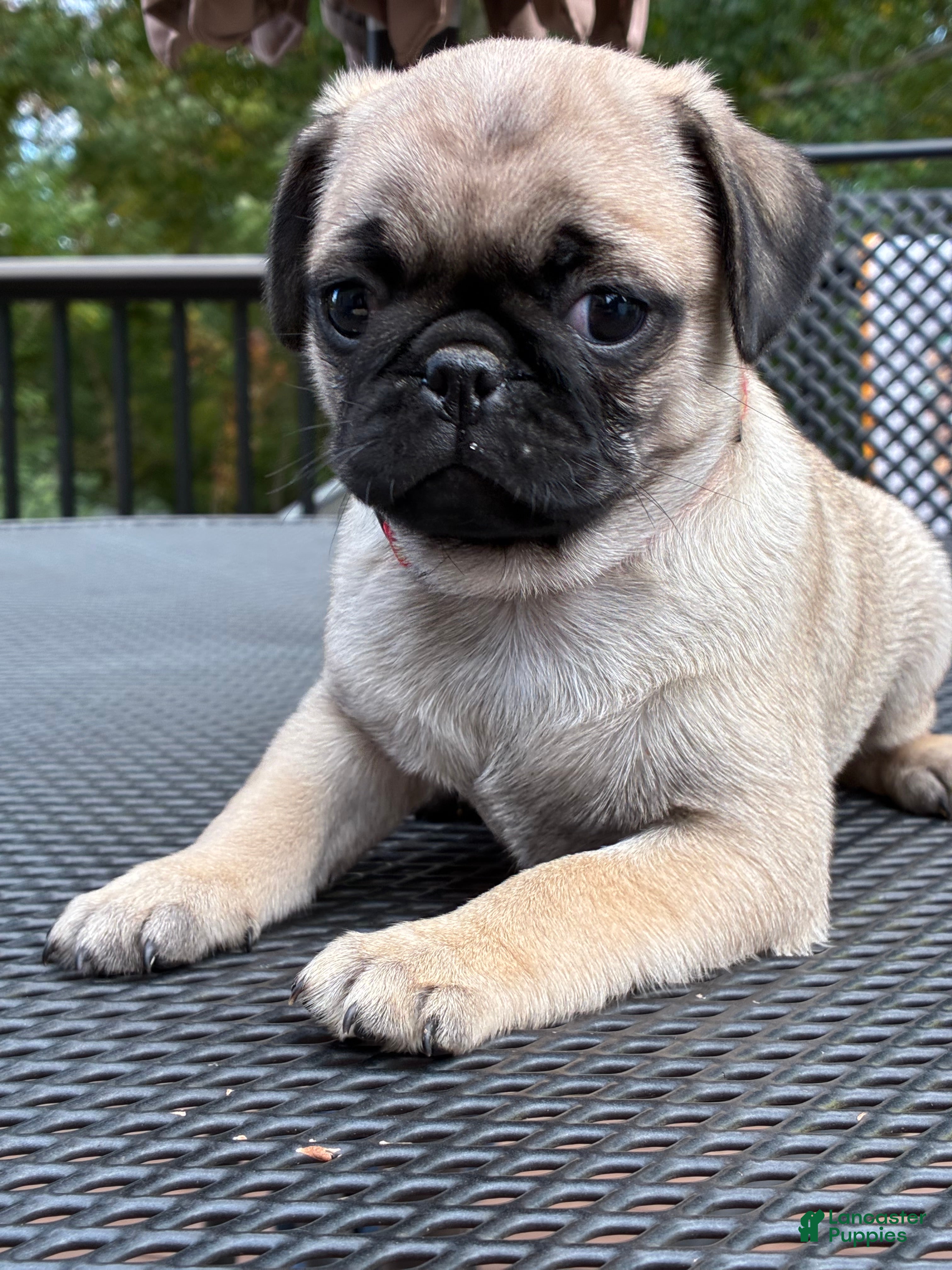 Pug dogs Bella - Ad 2