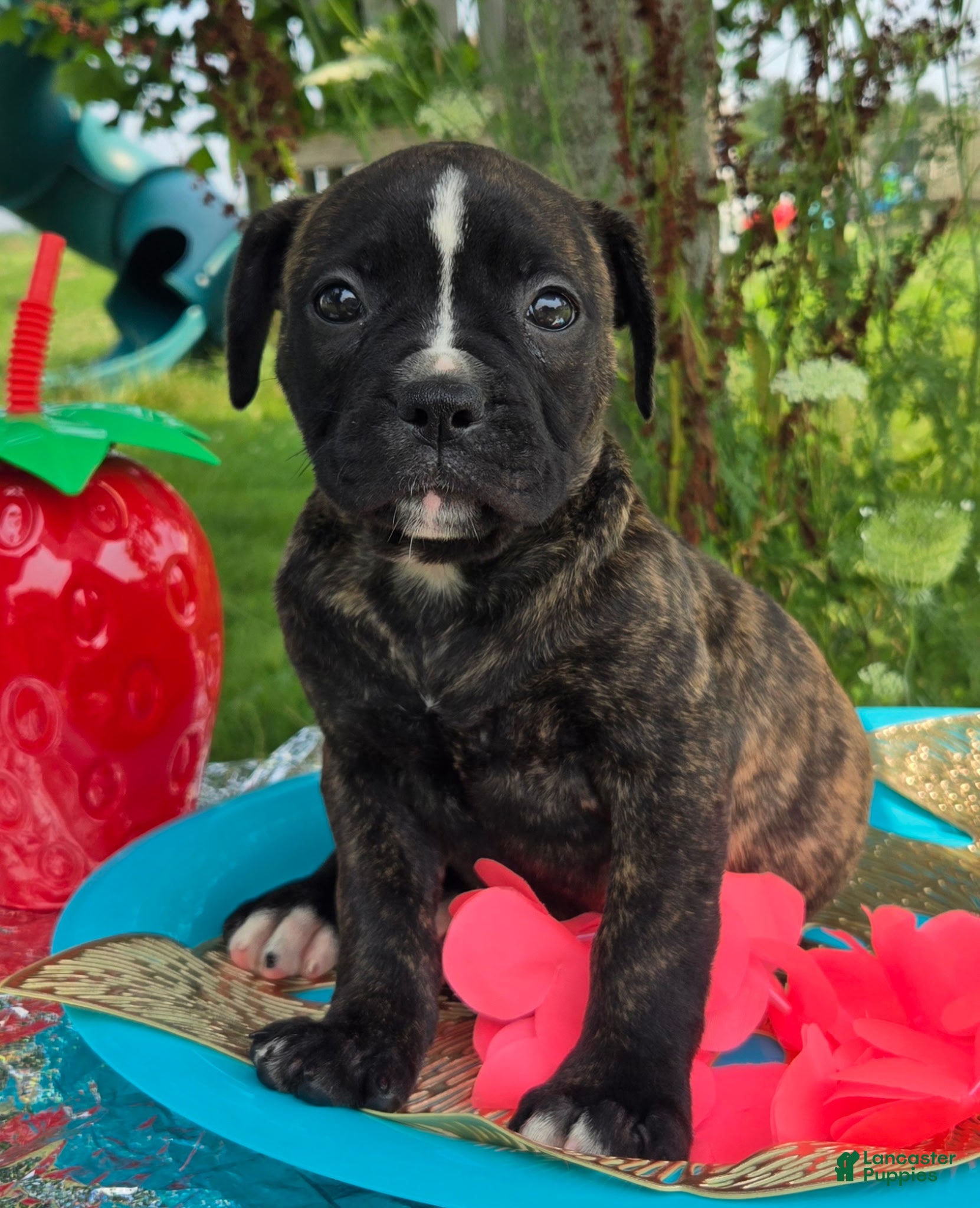 American Bulldog dogs Olivia - Ad 2