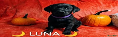 LUNA 🌙