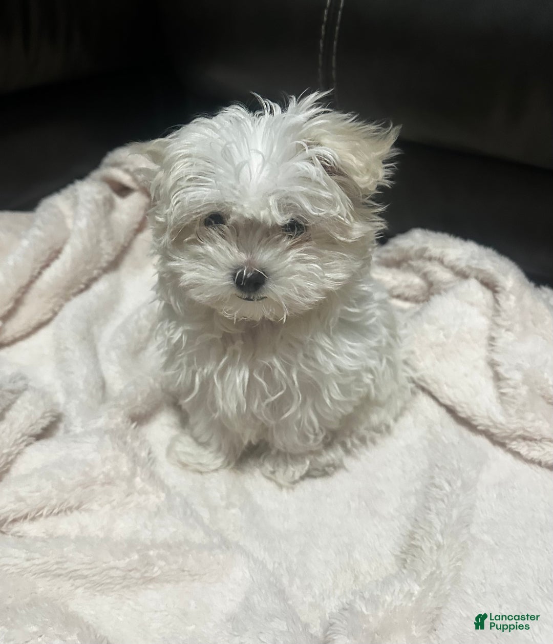 Maltese dogs for sale: Daisy - Ad 2