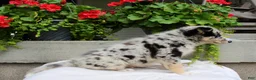 Mixed Breed dogs for sale: Lucky - Ad 6