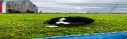 Bernese Mountain Dog dogs for sale: Everett - Ad 11