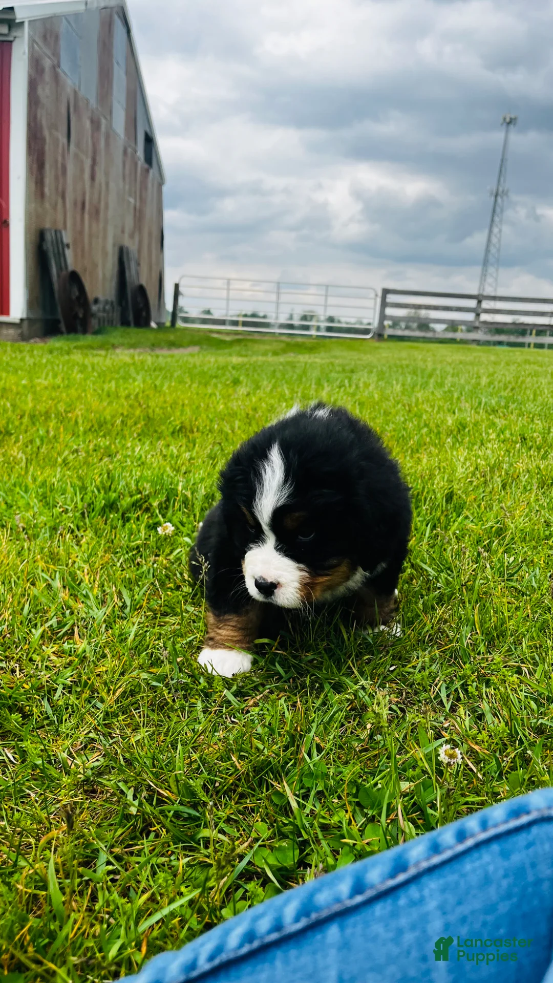 Bernese Mountain Dog dogs for sale: Everett - Ad 11
