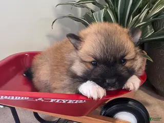 Pomeranian dogs for sale: Cleeto - Ad 3