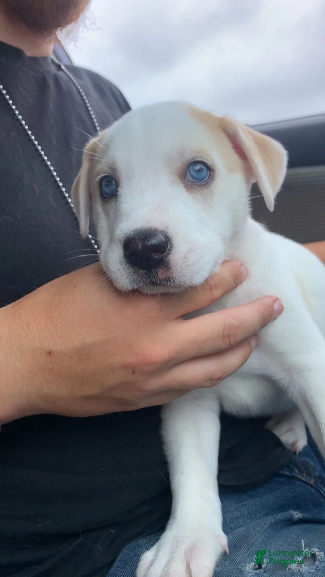 Pitsky dogs for sale: Pitsky 3 - Ad 1