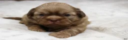Shih Tzu dogs for sale: Maggie - Ad 3