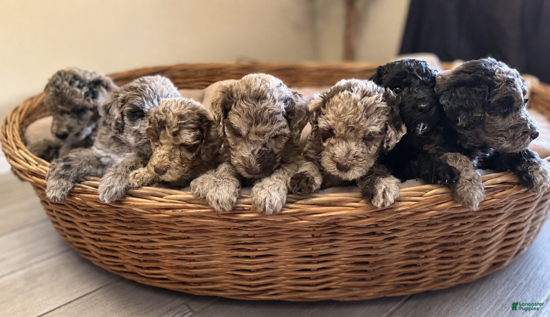 Labradoodle dogs for sale: Hershey's  - Ad 4