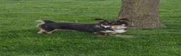 Welsh Corgi Pembroke dogs for sale: Sage - Ad 6