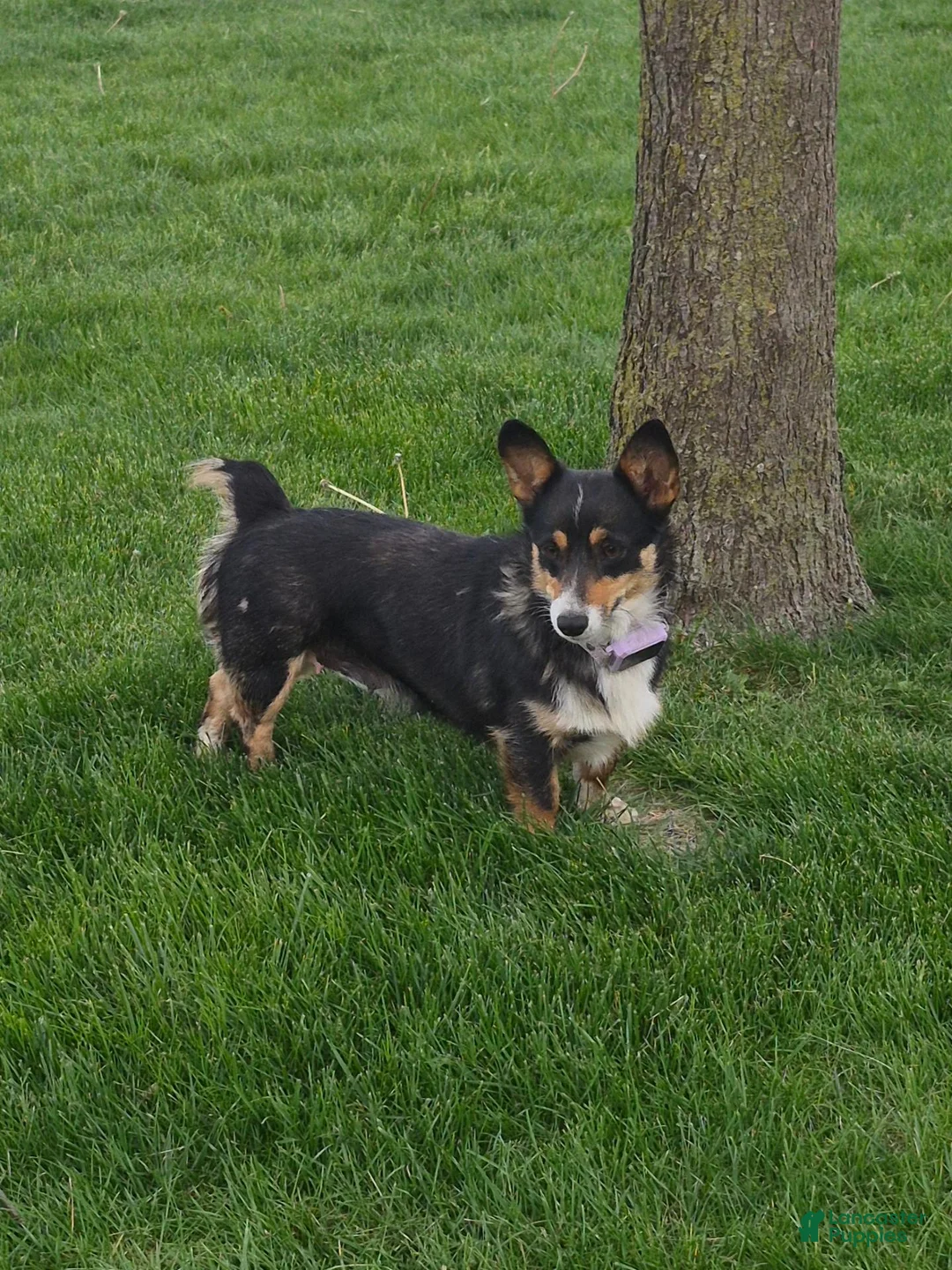 Welsh Corgi Pembroke dogs for sale: Sage - Ad 6