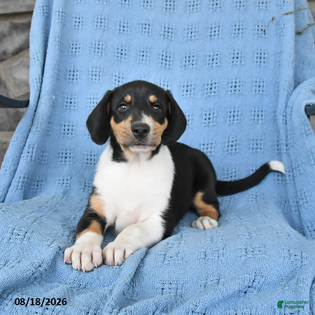 Mixed Breed dogs for sale: Peanut  - Ad 1