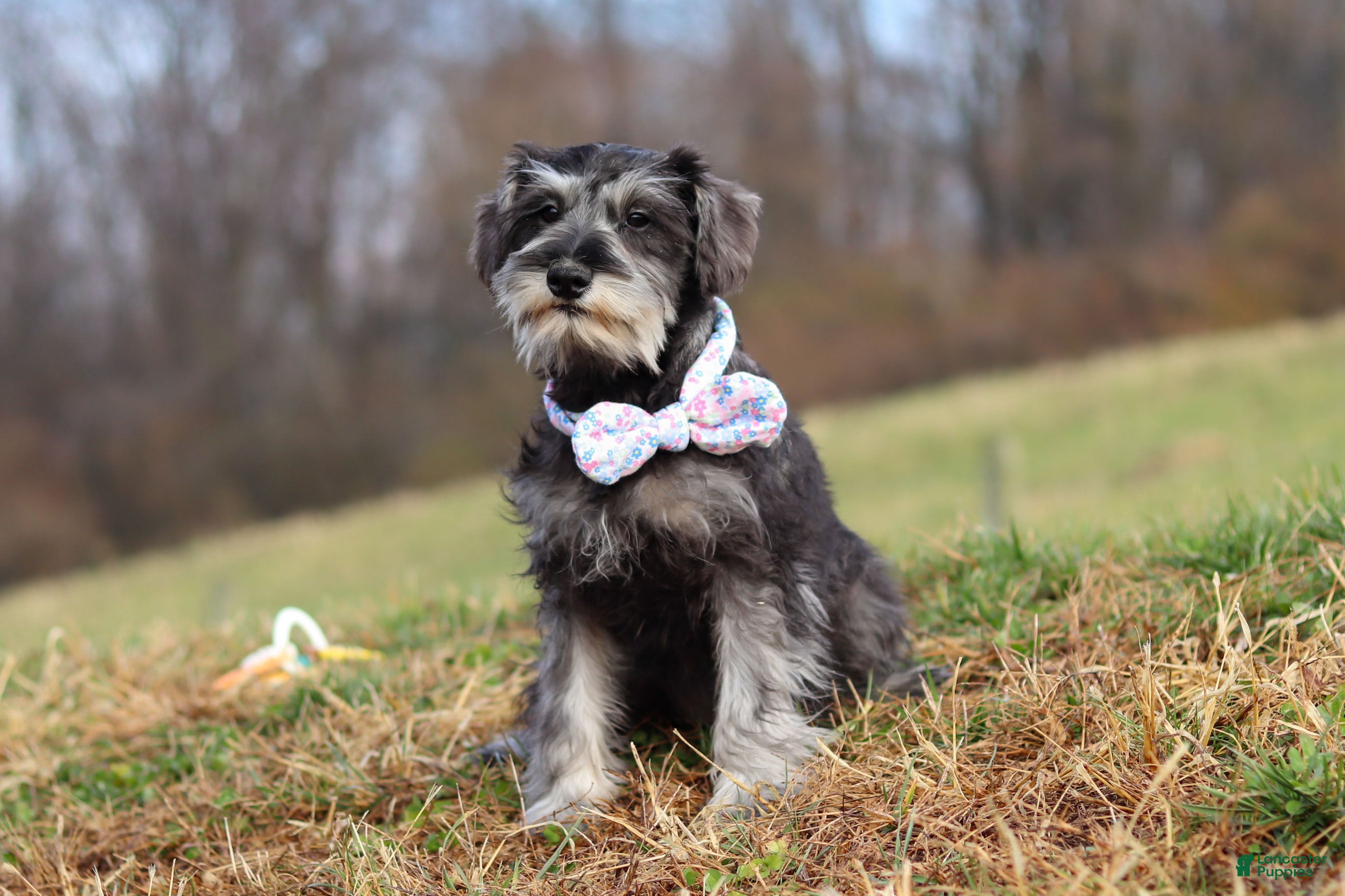 Miniature Schnauzer dogs Violet - Ad 14