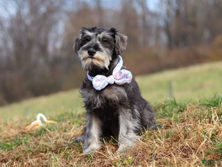 Miniature Schnauzer dogs Violet - Ad 24