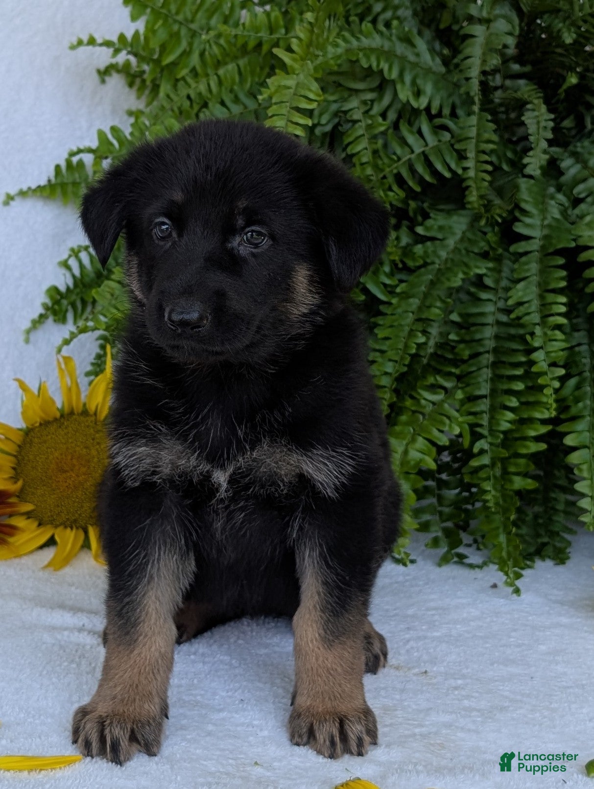 German Shepherd dogs Mati - Ad 1